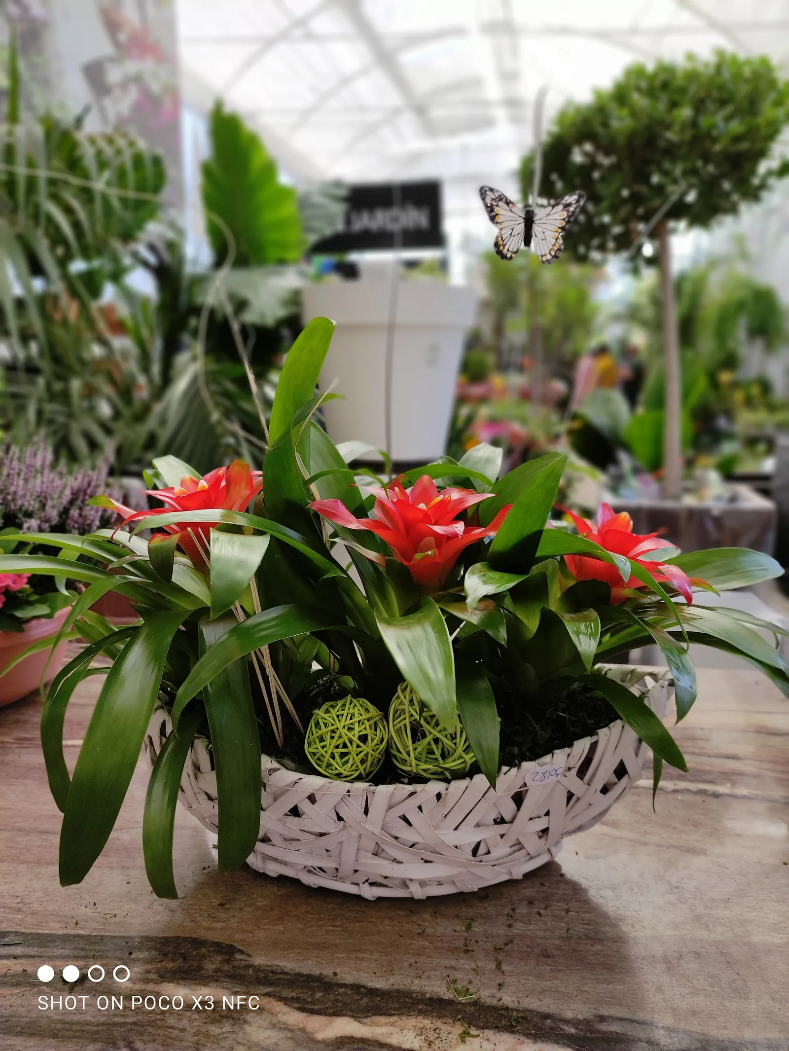 Centro de mesa con bromelias
