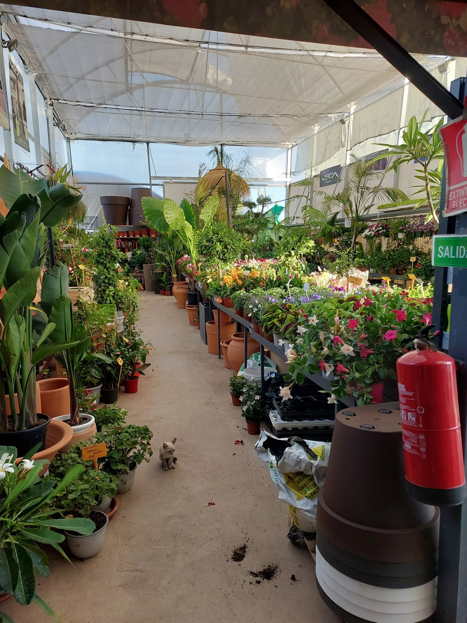 Pasillo del vivero con plantas de interior