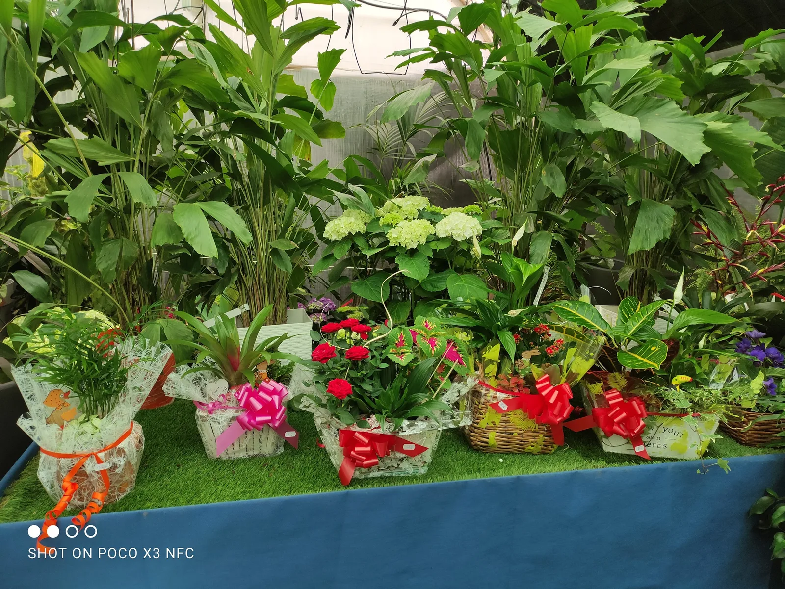 Composiciones de plantas preparadas para regalo
